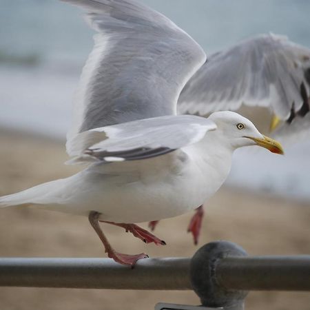 The Greenwich Rooms - Burger & Bird Bar & Restaurant Peacehaven المظهر الخارجي الصورة