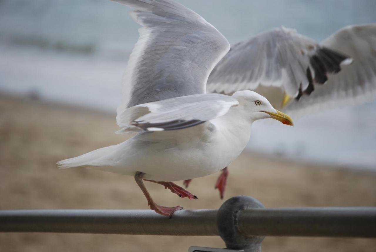 The Greenwich Rooms - Burger & Bird Bar & Restaurant Peacehaven المظهر الخارجي الصورة